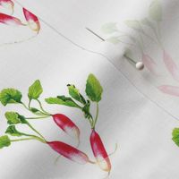 Raspberry Pink Radishes with Green Leaves on a White Background