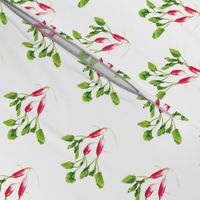 Raspberry Pink Radishes with Green Leaves on a White Background