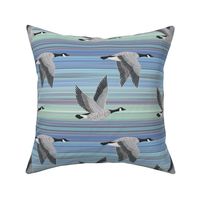 Canada Geese on aqua blue