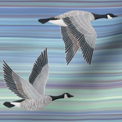 Canada Geese on aqua blue