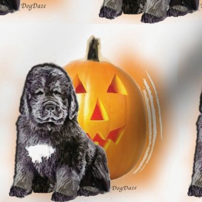 halloween_newf_puppy