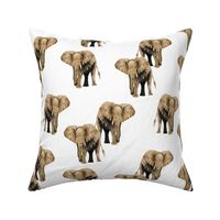 Elephants on White