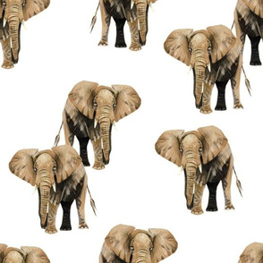 Elephants on White