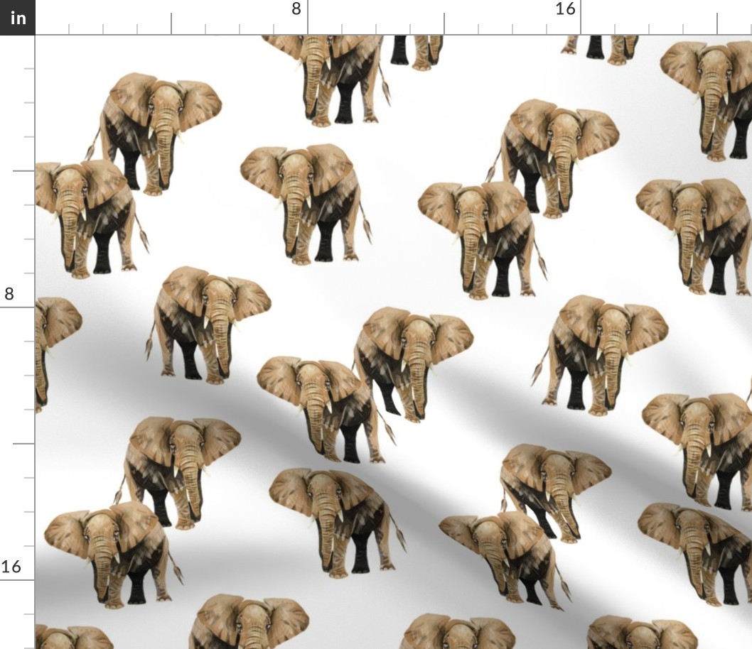 Elephants on White