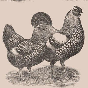 Victorian Etching Wyandotte Chickens