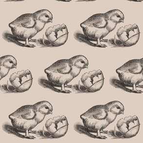 Victorian Etching Baby  Chick and Egg