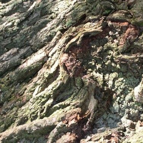 Gnarled Tree Bark 3 L