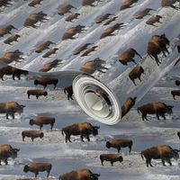 buffalos in winter