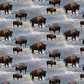 buffalos in winter