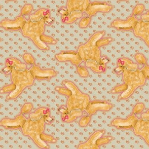 Apricot Toy Poodle on Pawprints