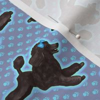 Black Toy Poodle on Pawprints