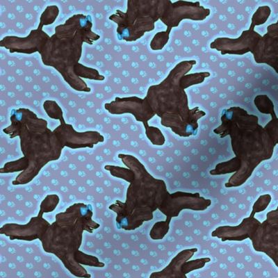 Black Toy Poodle on Pawprints