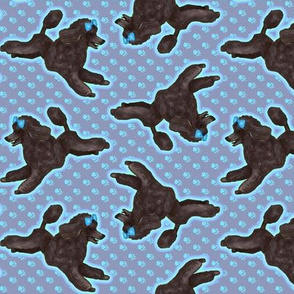 Black Toy Poodle on Pawprints