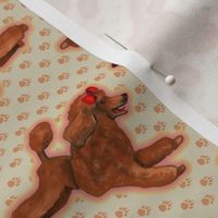 Red Toy Poodle on Pawprints