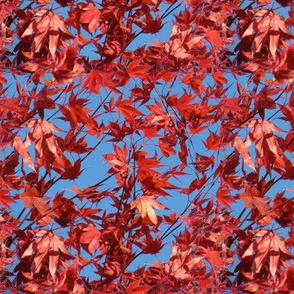 red leaves