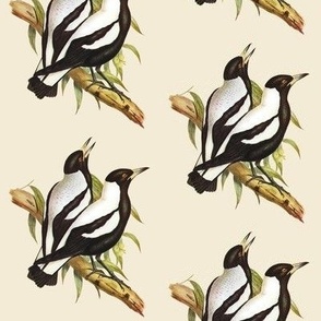 Magpies Antique White 2