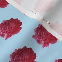 peony cotton voile-blue