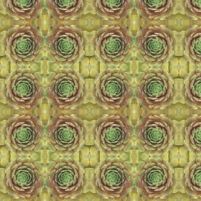 Yellow and Green Succulents 1668