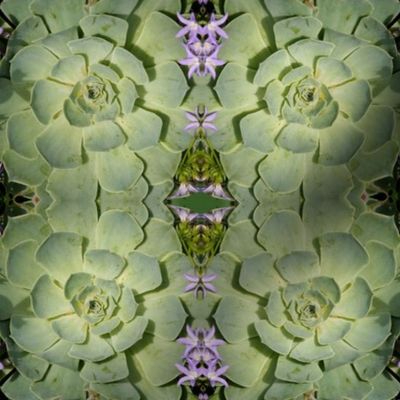 Pastel Green Succulents 8474