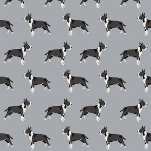 Bull Terrier standing grey 