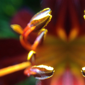 Lily stamen macro large scale