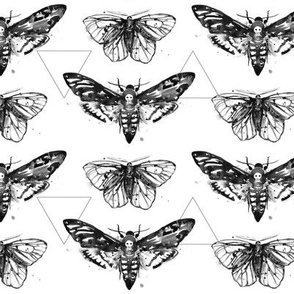 Geometric Moths - black and white deathshead moth