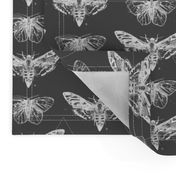 Geometric Moths - inverted white on charcoal gray