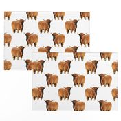 highlandcoo1