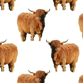 highlandcoo1