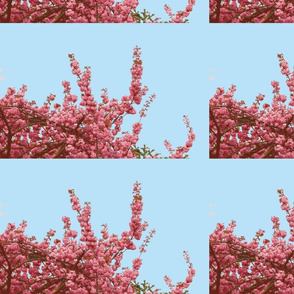 Cherry blossom pink blue