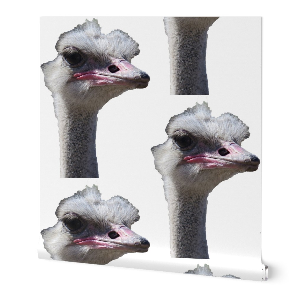 Ostrich Head sm