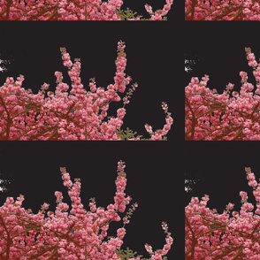 Cherry blossom pink-black