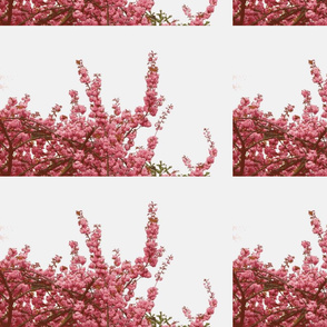 Cherry blossom pink-white