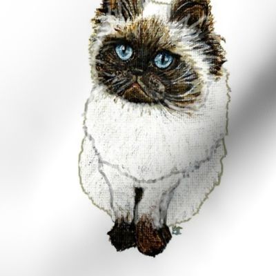 Himalayan Cat - Persian Cat by Stacy Todd