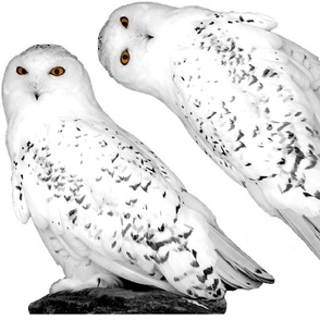 snowy owl plushie 2 - potter's world