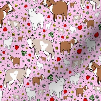 Goats on Pink