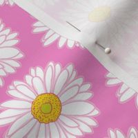 white gerber daisy on pink