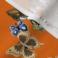 papillon and butterflies