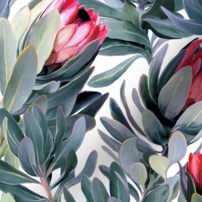 Painted Protea Pattern on White Background