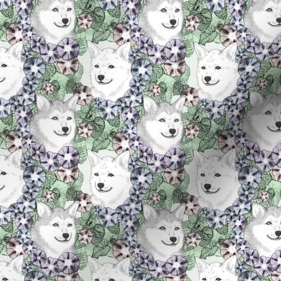 Small Floral Alaskan Klee Kai portraits C