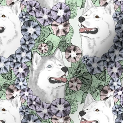 Floral Silver White Siberian Husky portraits