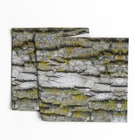 Mossy Bark