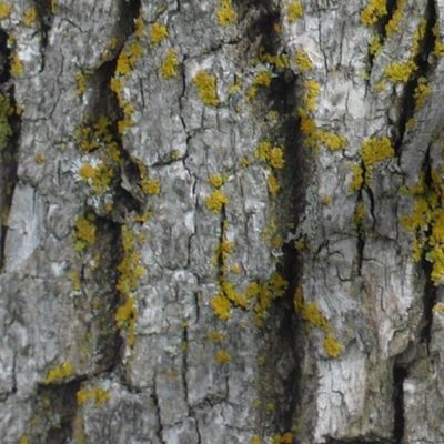 Mossy Bark