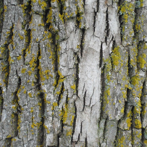 Mossy Bark