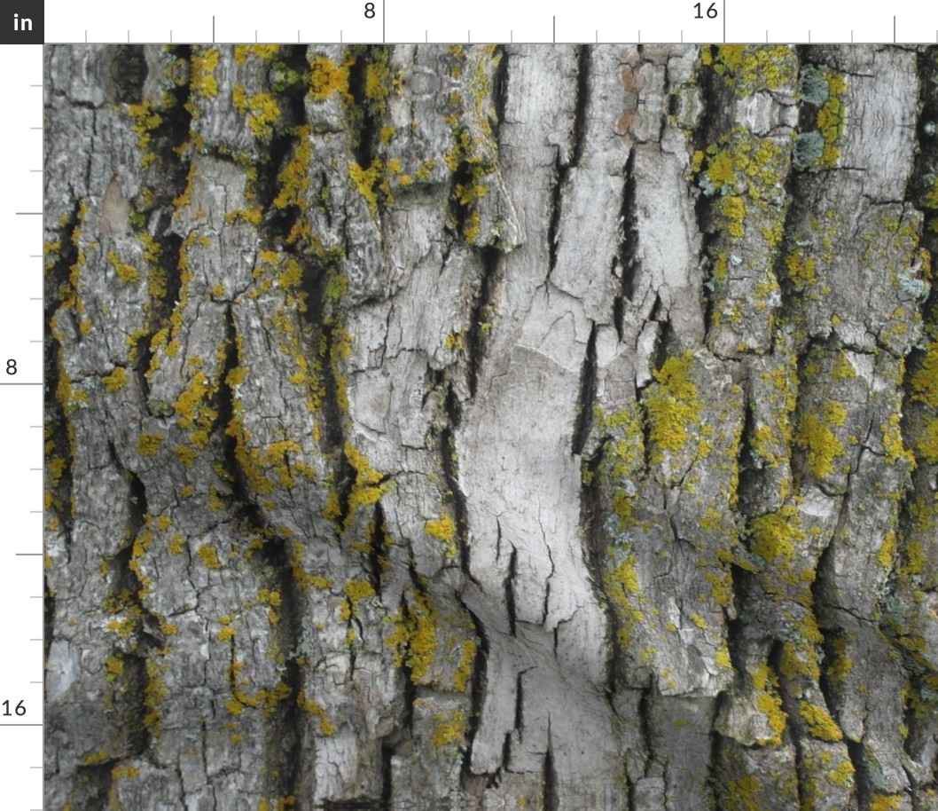 Mossy Bark