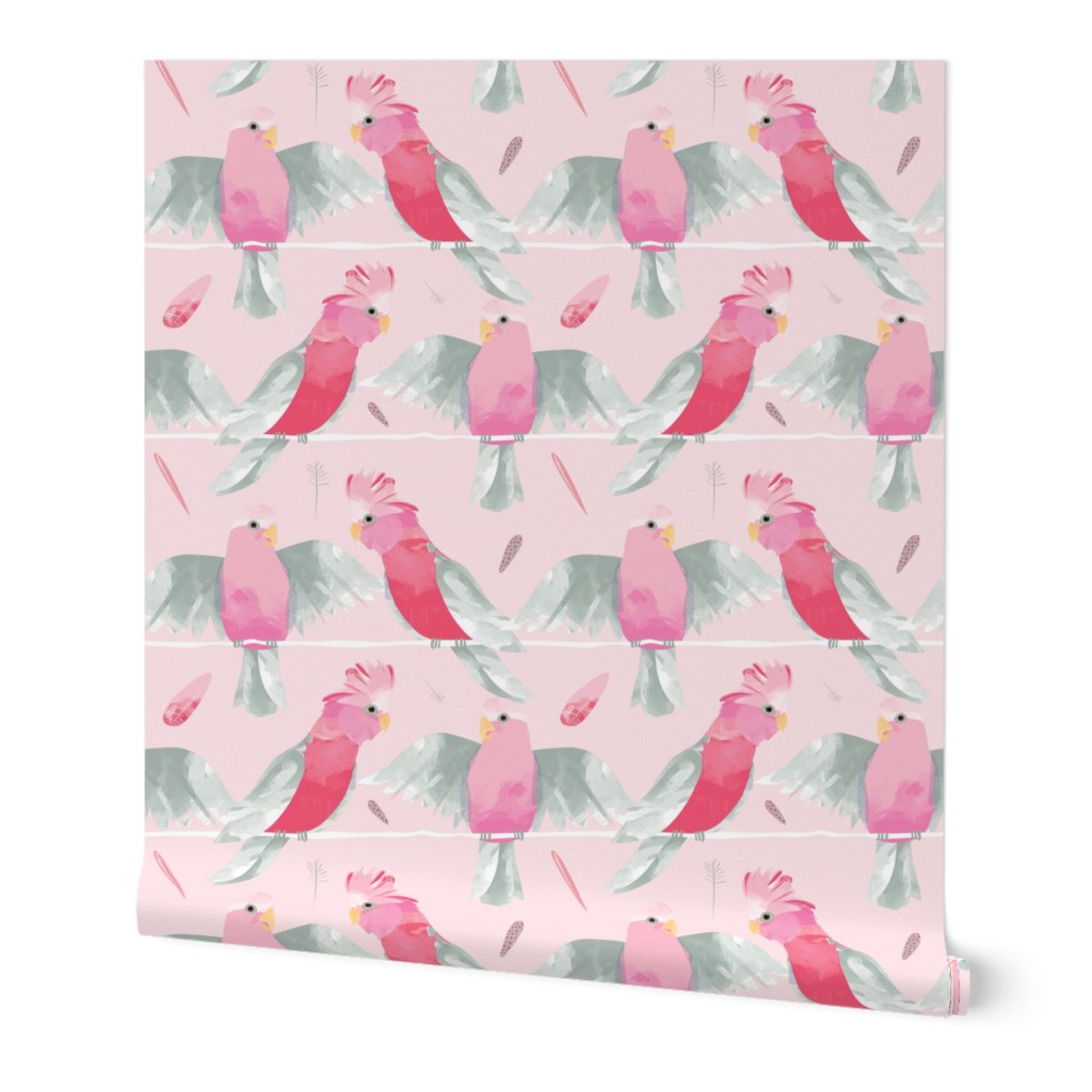 Pink Galahs // Australian birds pink grey parrot cockatoo feathers