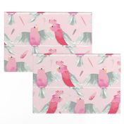 Pink Galahs // Australian birds pink grey parrot cockatoo feathers