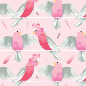 Pink Galahs // Australian birds pink grey parrot cockatoo feathers