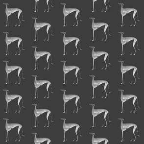 sighthound, black and white