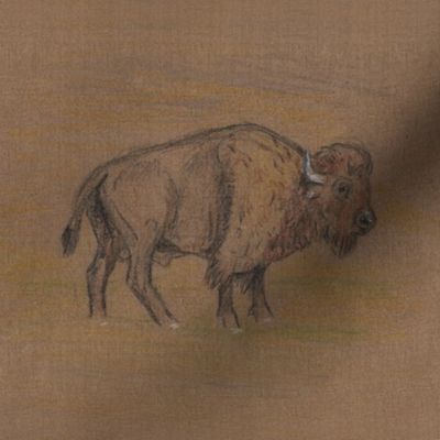 Bison or Buffalo